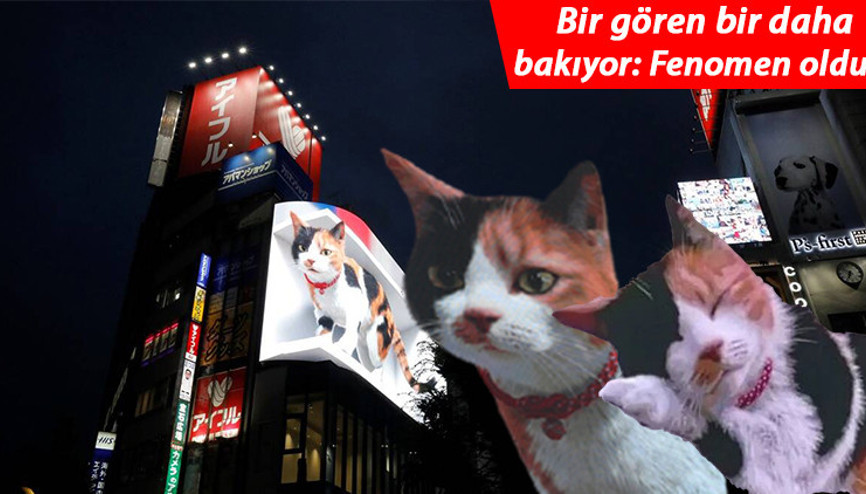 Sosyal medyayı yıktı geçti: İşte Tokyonun yeni misafiri 3D kedi