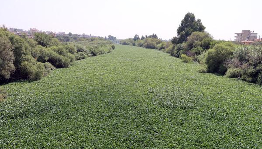 Yine görüldü Asi Nehrinin bazı bölümlerini tamamen kapladı