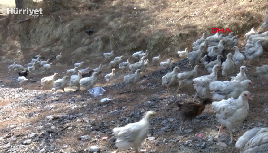 Seyhan Baraj Gölünde yüzlerce civciv ölüme terk edildi Seyhan Baraj Gölünde yüzlerce civciv ölüme terk edildi
