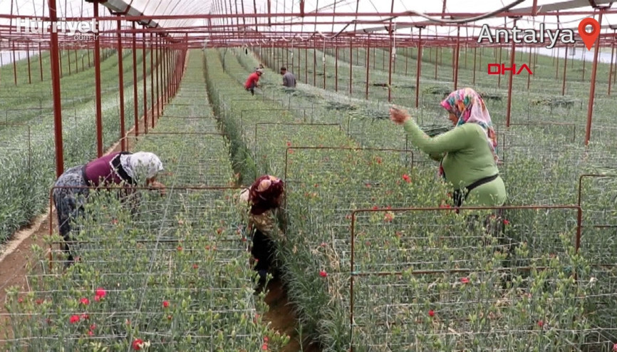 Avrupanın çiçek merkezi Hollandaya Denizliden ihracat