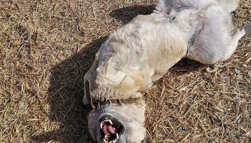 Herkül’e hüzünlü veda