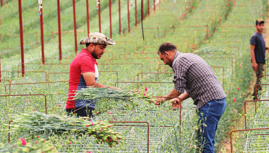 ‘Yapamazsın’ diyenlere inat Hollanda’ya karanfil sattı