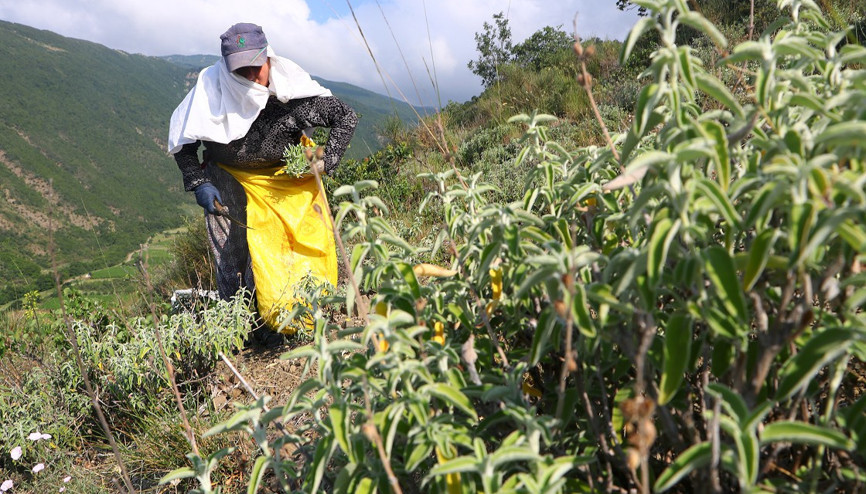 Ganos Dağı eteklerinde toplanıyor 7 ülkeye ihraç ediliyor