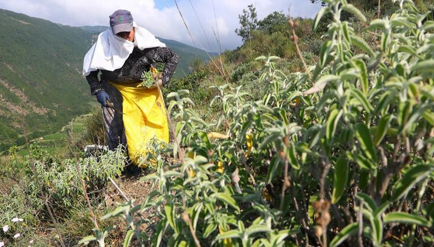 Tekirdağın Ganos Dağı eteklerinden toplanan ada çayı 7 ülkeye ihraç ediliyor