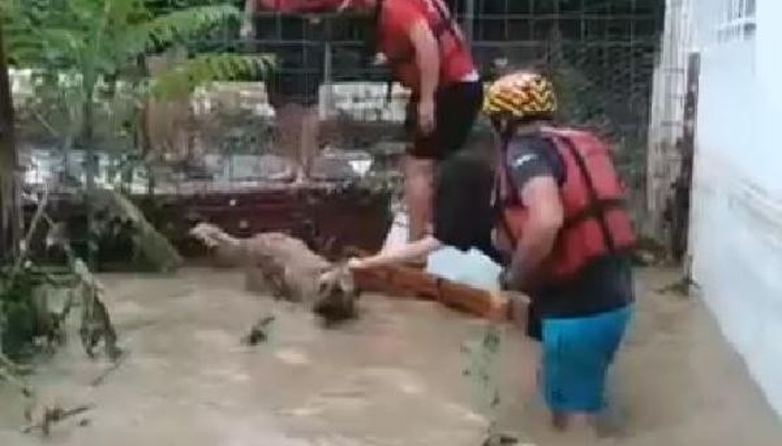 Artvinin Arhavi ilçesinde selde mahsur kalan köpeklerin kurtarılma anları