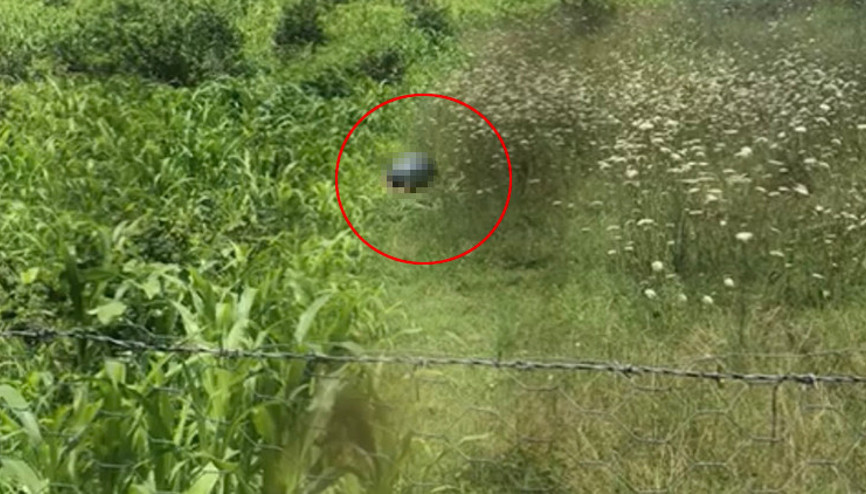 Tarlada köpeğe cinsel istismarda bulunurken görüntülenmişti Hayvan Hakları Yasasında ilk uygulama Bartın’da