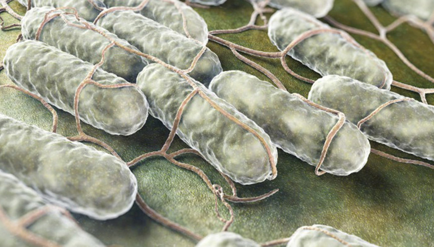 Salmonella nedir, nasıl bulaşır Salmonella belirtileri ve tedavisi