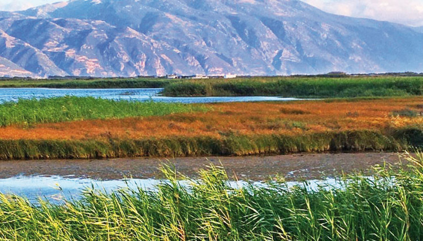 Hürriyet yazdı sorun çözüldü Milleyhanın kuşları kurtuldu