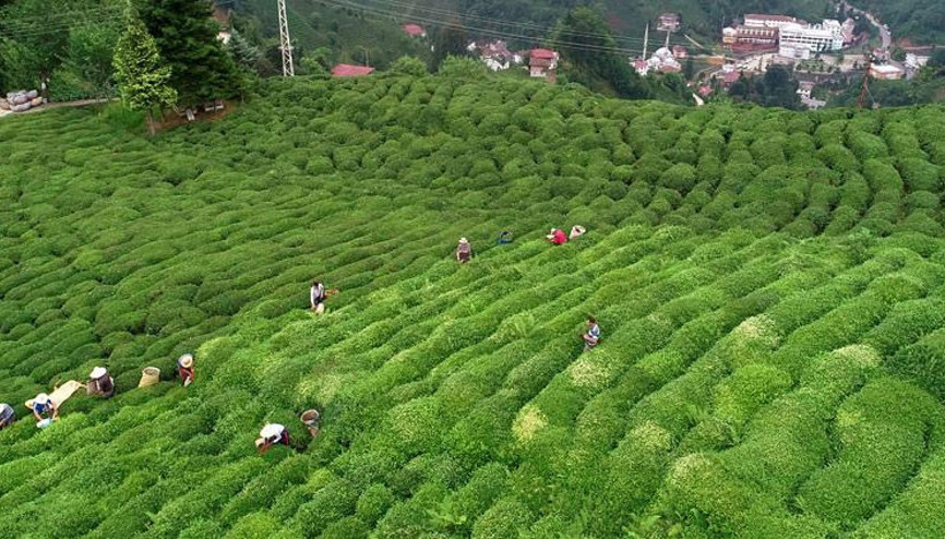 ÇAYKUR, haziran ayı yaş çay bedeli ödemelerine başladı
