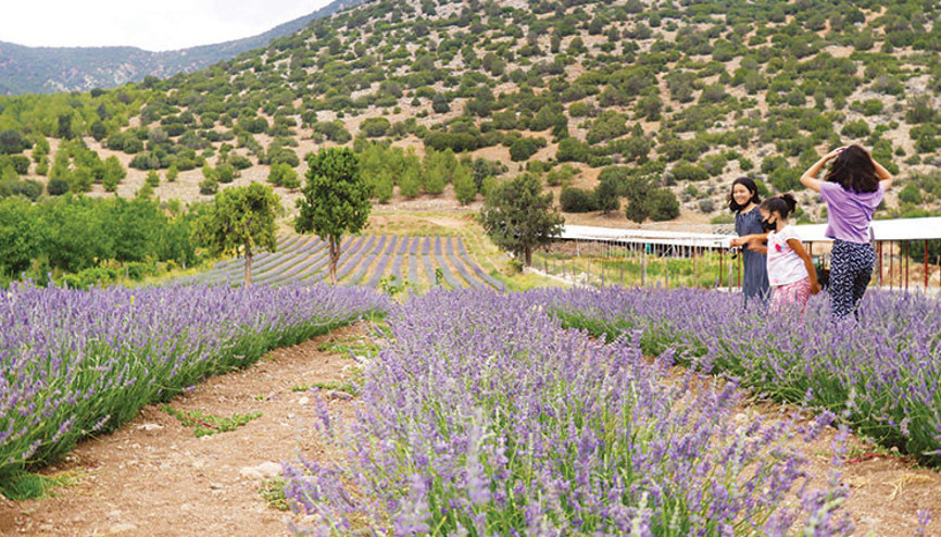 Hazine arazilerine lavanta bahçesi Hazine arazilerine lavanta bahçesi