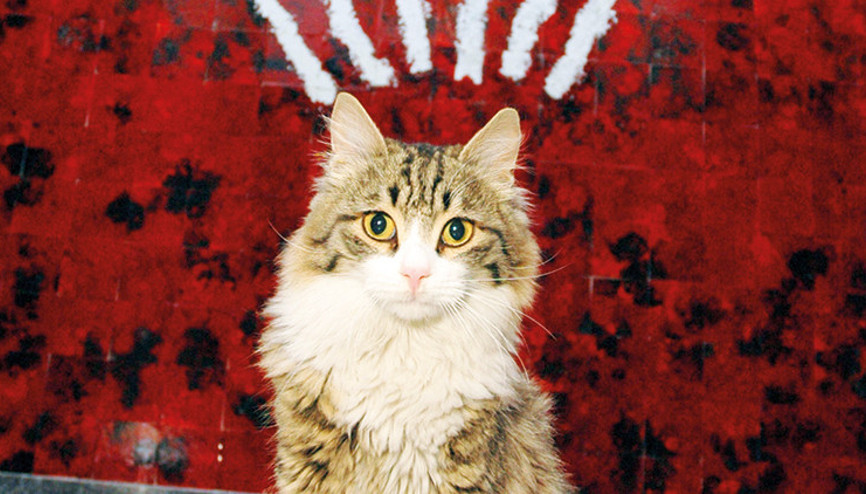 CHP’nin Genel Merkez’le yaşıt kedisi Şero iyileşti