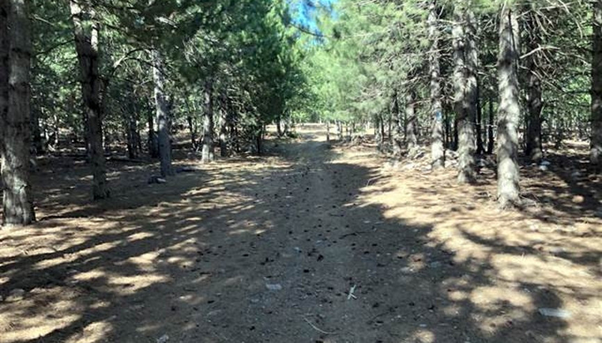 Hatayda ormanlara giriş 31 Ekime kadar yasaklandı