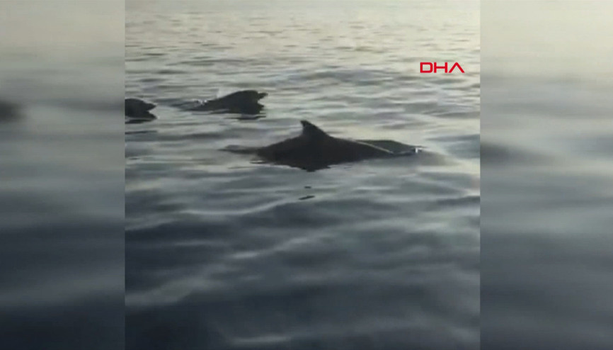 İskenderun´da balıkçılara yunus sürprizi