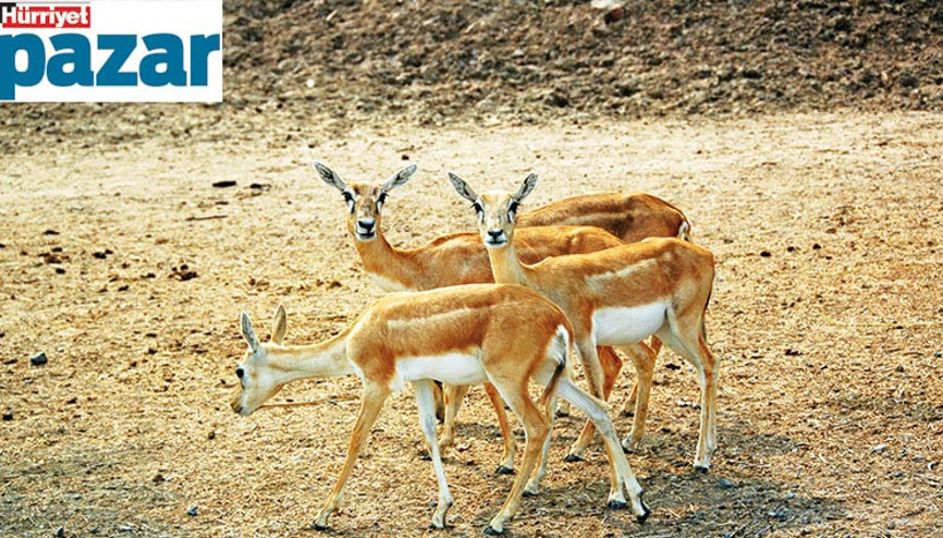 Tabiata dönüş Tabiata dönüş