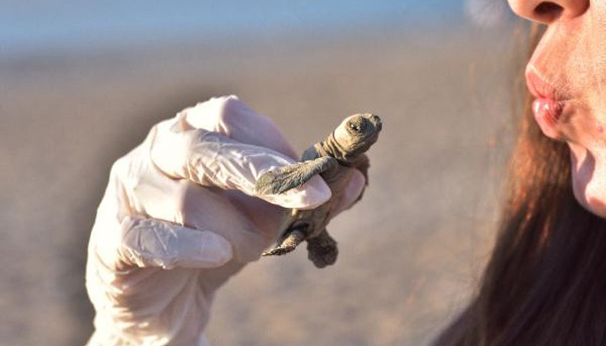 Antalya 5 gündür yangınlarla mücadele ediyor Duman ufku kapladı, yavru carettalar yönlerini bulamadı