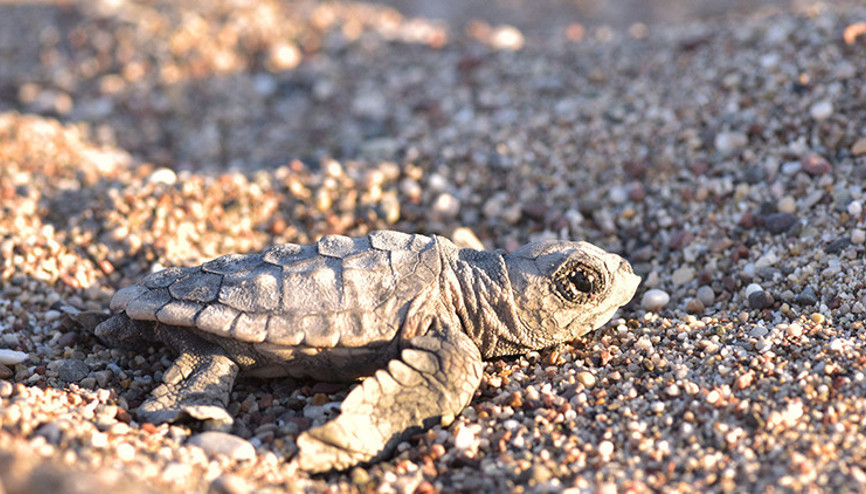 Yangın dumanı ufku kapladı, yavru carettalar yönlerini bulamadı