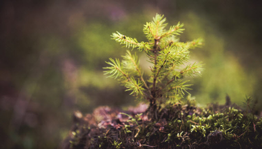 Garanti BBVAdan TEMA Vakfına 1 milyon fidan bağışı