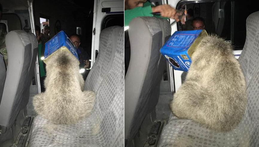 Kafası kutuya sıkışan yavru ayıyı, itfaiye kurtardı