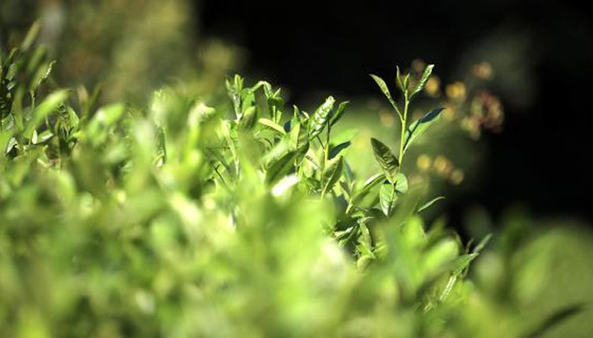 Kilosu 4 bin lira olan beyaz çay tükendi Kilosu 4 bin lira olan beyaz çay tükendi