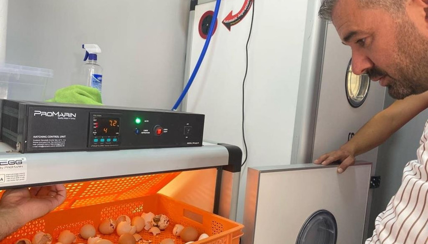 Civcivler kabuğu kırdı yumurtadan çıktı