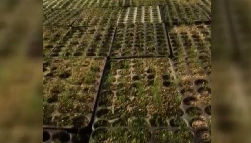 Yanan ormanlar 3 yöntemle ağaçlandırılacak