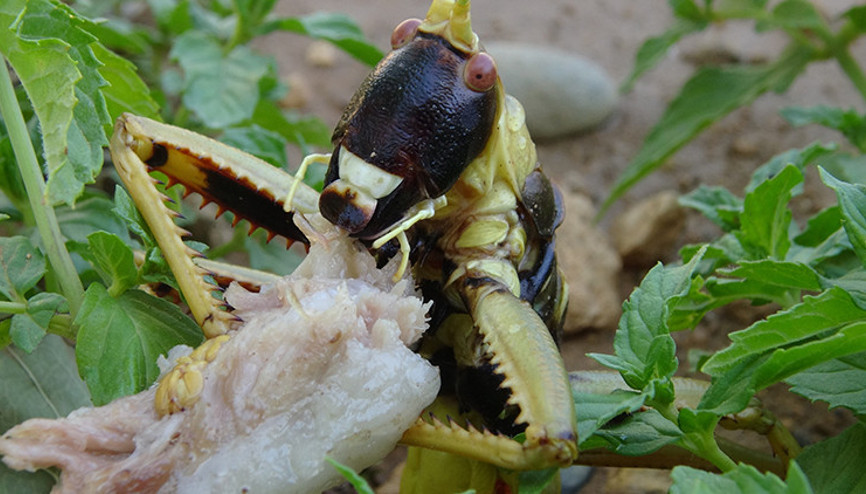 Bahçeyi sularken gördüler Batmanda şaşırtan görüntü