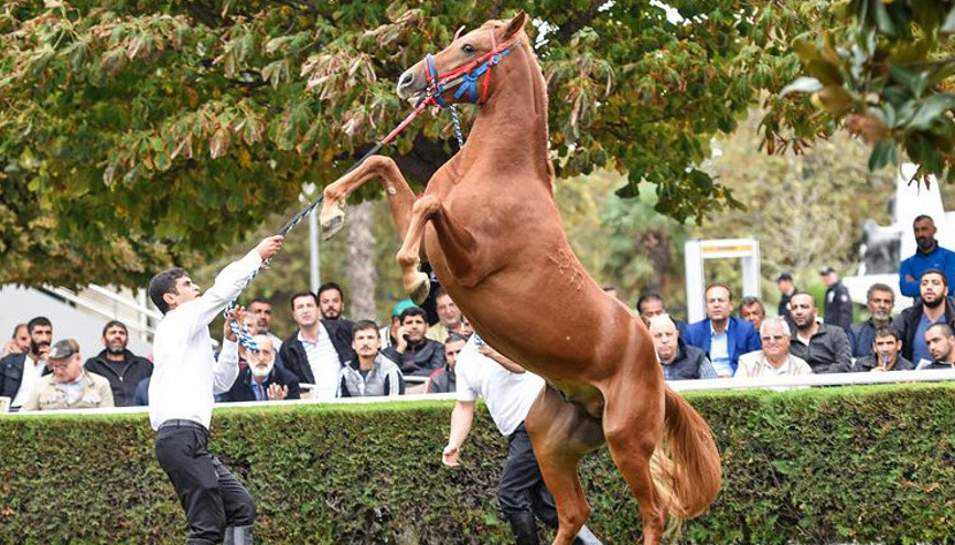 TİGEM 49 safkan Arap koşu tayı satacak