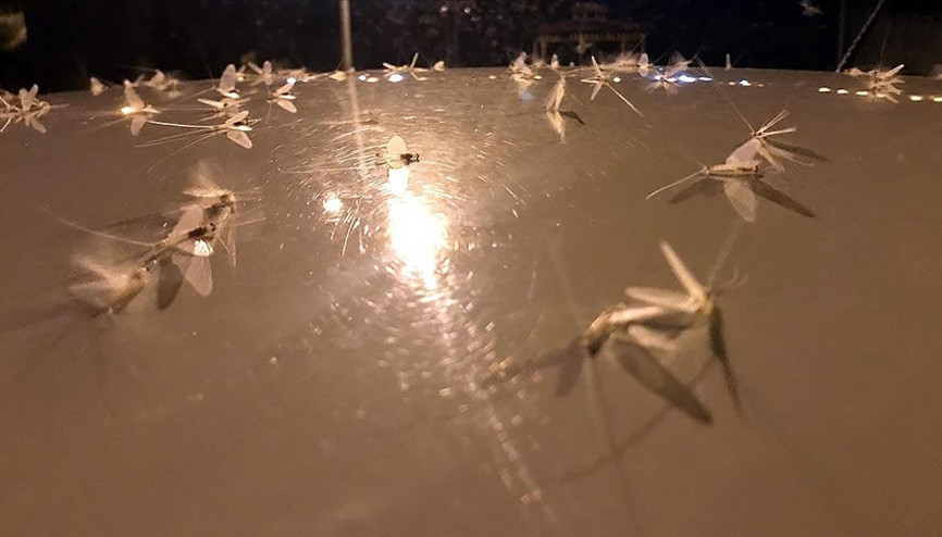 10 gündür devam ediyordu Ölüm uçuşu sona erdi