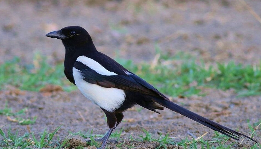 Saksağan nedir 7 yaşındaki çocuk zekasına sahipler