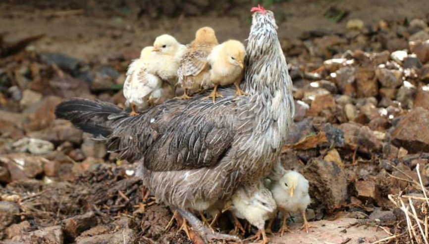 Malatyada dere taştı evleri su bastı... Dikkat çeken kare