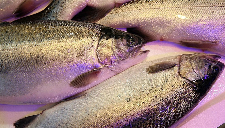 Karadeniz somonu ihracatından 90,3 milyon dolarlık gelir sağlandı Karadeniz somonu ihracatından 90,3 milyon dolarlık gelir sağlandı