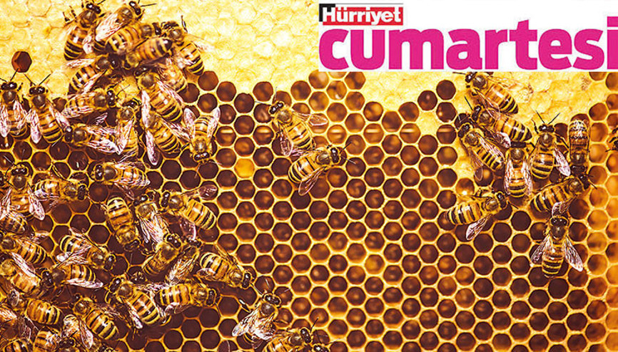 Arıların şifalı gücü
