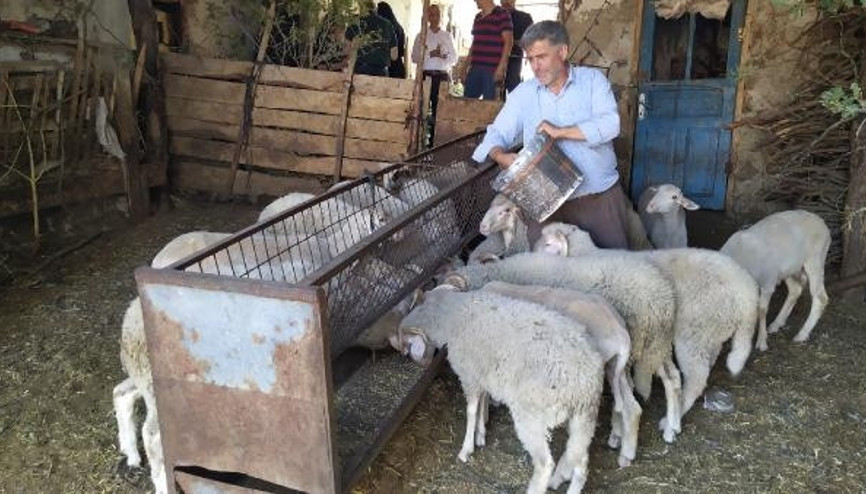 Bursa Büyükşehir Belediyesi Büyükorhanda arpa dağıtımı yaptı