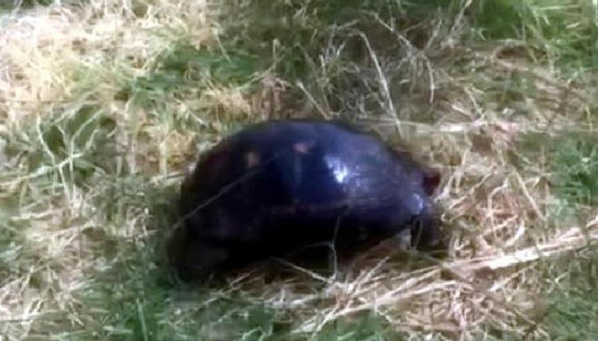 Zifte bulanmış yaralı kaplumbağa, tedavi edilip doğaya salındı