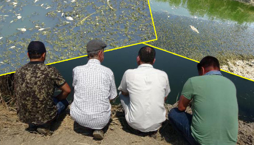 Kuraklık Büyük Menderesi de vurdu Binlerce balık öldü Kuraklık Büyük Menderesi de vurdu Binlerce balık öldü