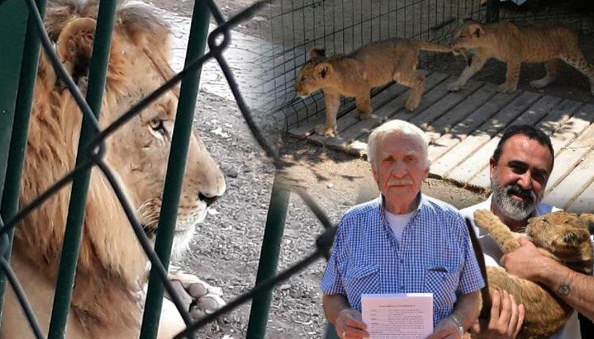 Aslanlar kükredi mahalleli ayağa kalktı