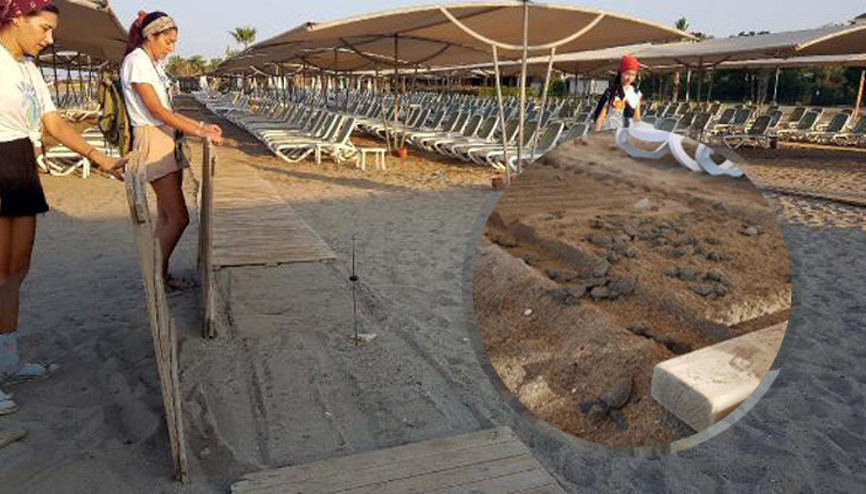 Caretta sahilinde 5 yıldızlı katliam 3 ayrı kurum soruşturma başlattı Caretta sahilinde 5 yıldızlı katliam 3 ayrı kurum soruşturma başlattı