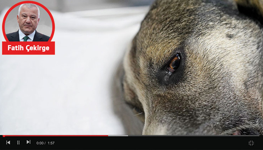 Hayvana zulümden milyarlar kazanıyorlar