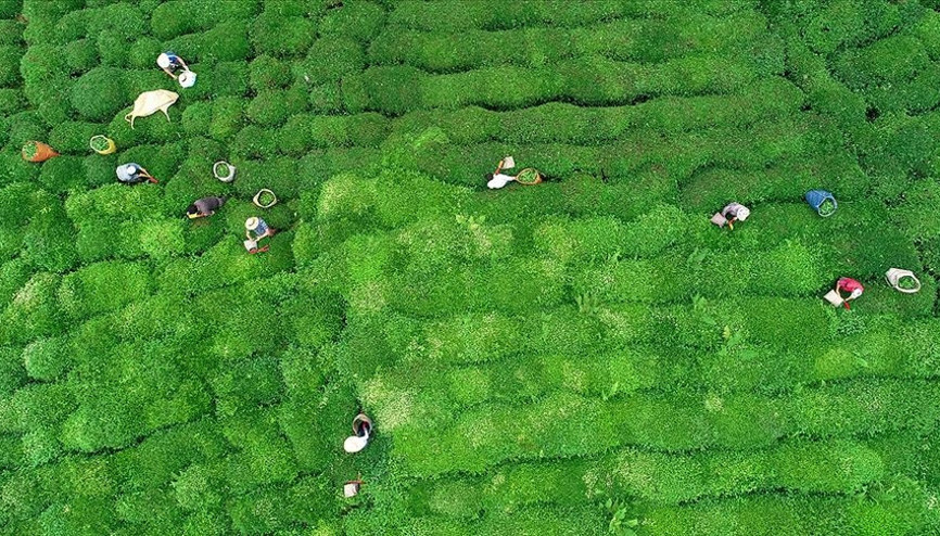 ÇAYKUR üçüncü sürgün kotasını belirledi