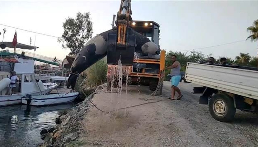 Fethiye’de 300 kilo ağırlığında ölü fok bulundu Fethiye’de 300 kilo ağırlığında ölü fok bulundu