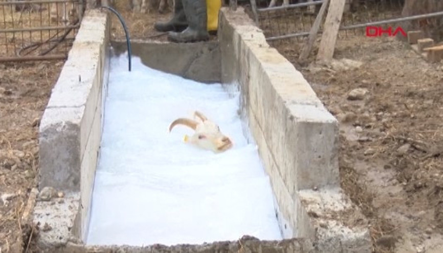 Dersimiz koyunlara dış parazit banyosu