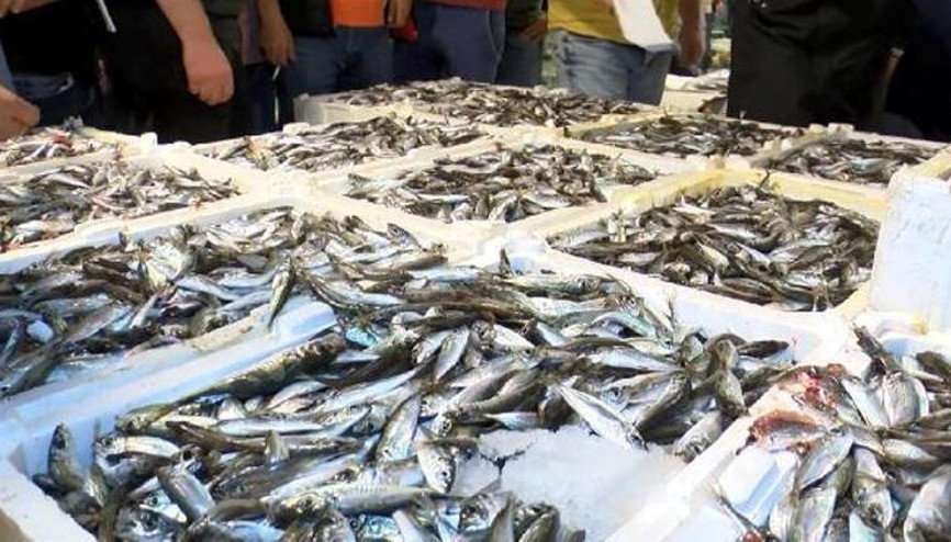 Sezonun açılmasıyla Gürpınar Balık Halinde ilk mezatlar gerçekleşti
