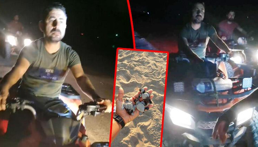 ATVlerle caretta caretta yavrularını ezip, gönüllüyü de yaraladılar ATVlerle caretta caretta yavrularını ezip, gönüllüyü de yaraladılar
