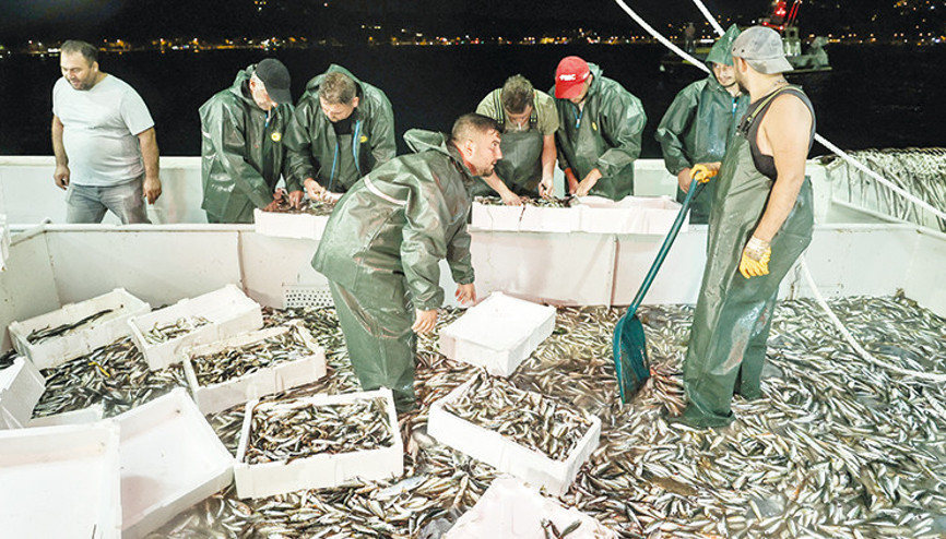 Ağlar istavritle doldu