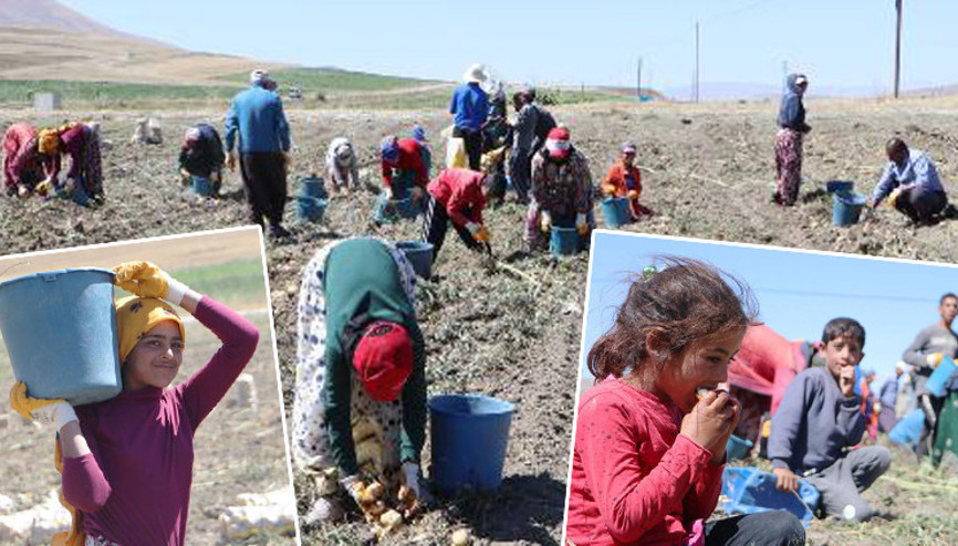 Okullar açıldı, onlar hala tarlada çalışıyor