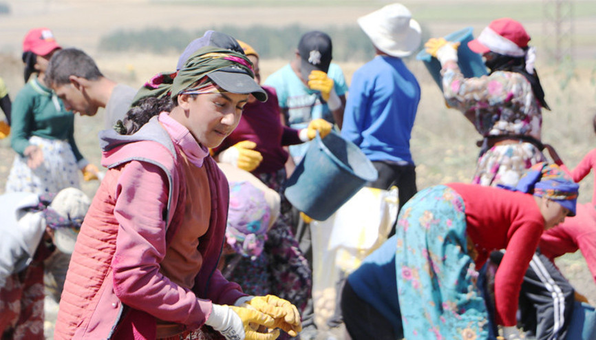 Okullar açıldı, onlar hala tarlada çalışıyor