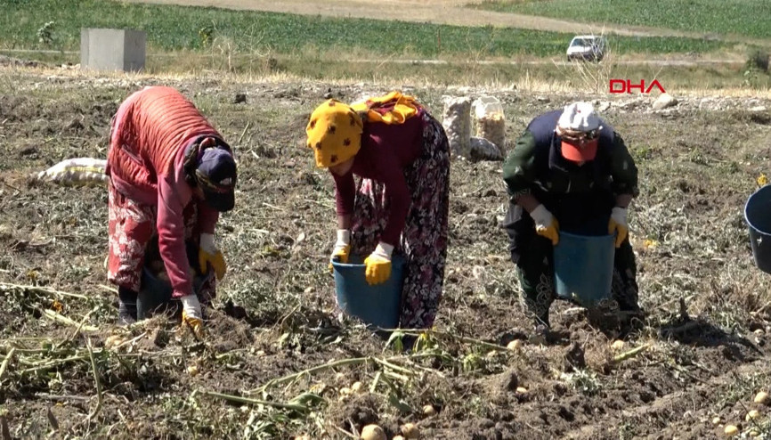 Okullar açıldı, onlar hala tarlada çalışıyor
