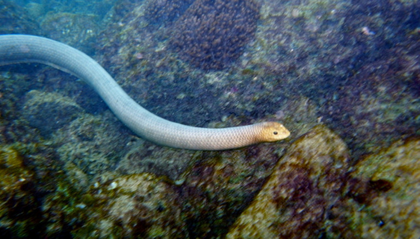 Zehirli deniz yılanlarının şaşırtan yaklaşımı… Dalgıçları cinsel partnerleri sanıyorlar