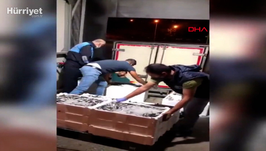 Boy yasağına aykırı avlanan 7 ton istavrite el konuldu
