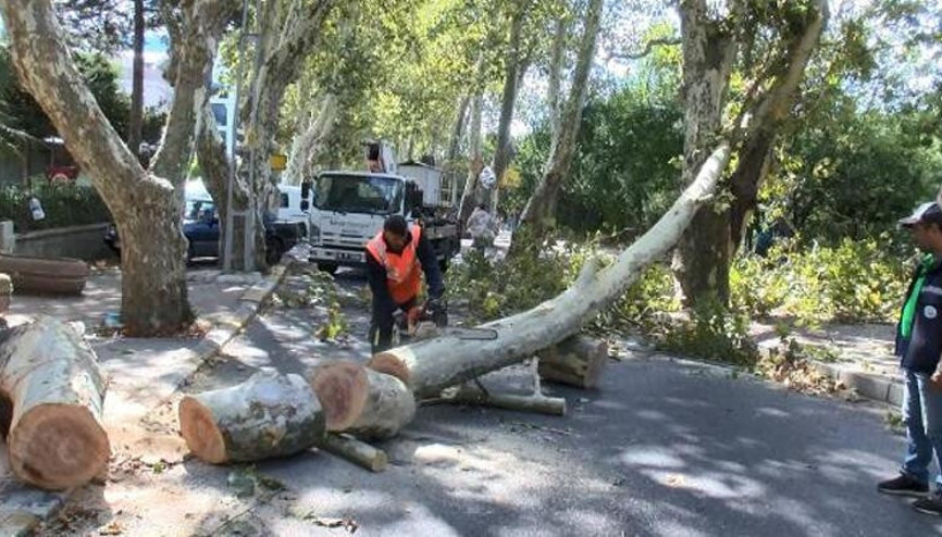 Sarıyerde çınar ağacı yola devrildi